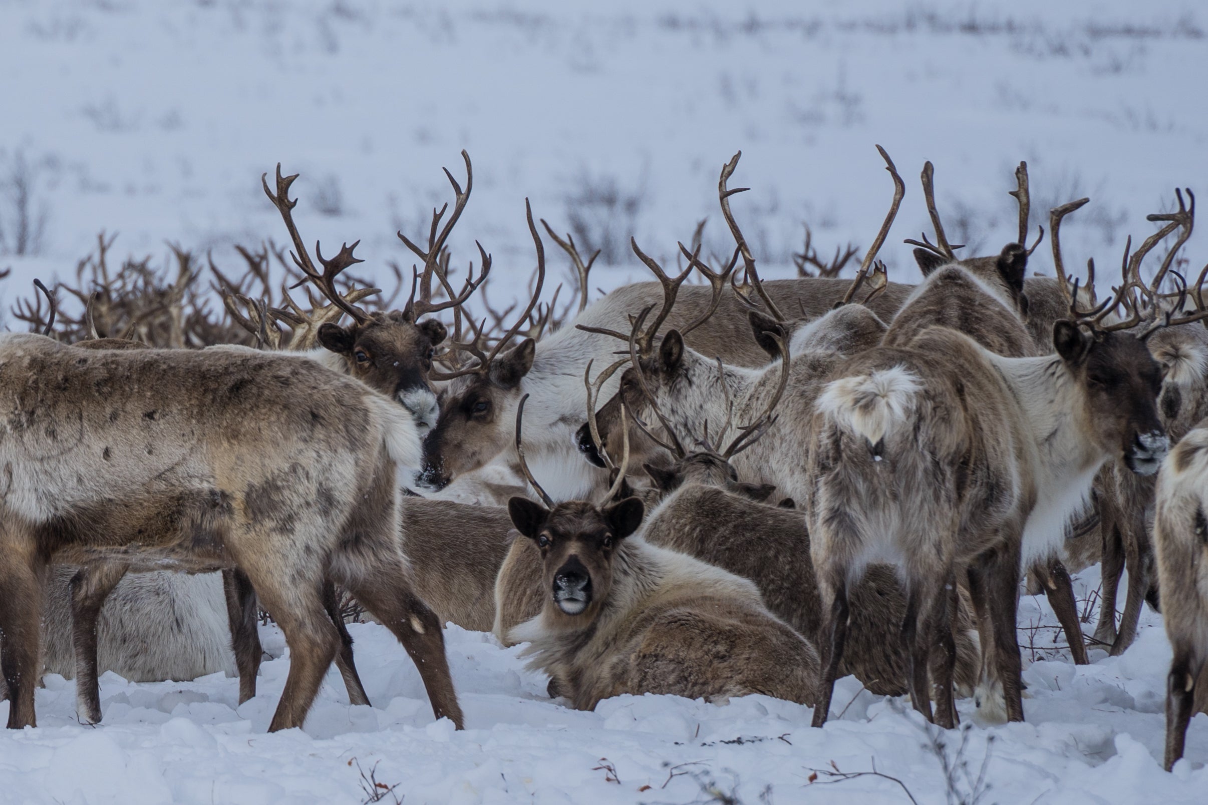 NWT Tourism Press Release | Northwest Territories Tourism Industry